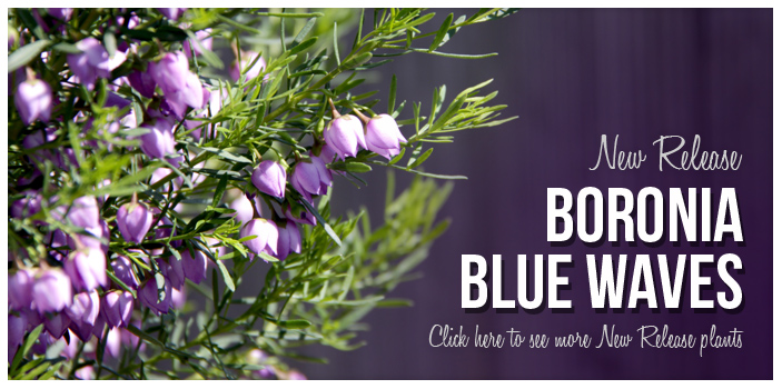 Banner-Boronia-Blue-Waves Banner-Boronia-Blue-Waves
