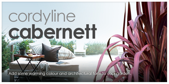 Home-Banner-Cabernett