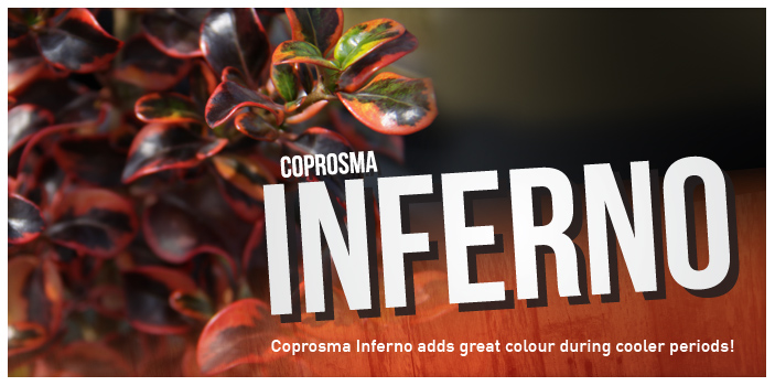 Home-Banner-Inferno
