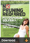 Pittosporum-Golfball