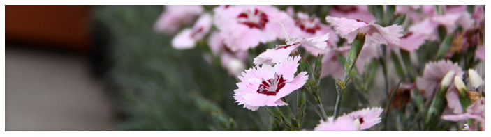 Hortivations-Banner