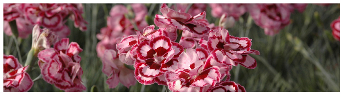 Banners-Dianthus
