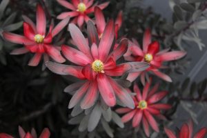 Leucadendron Ebony Flower PBR (6)